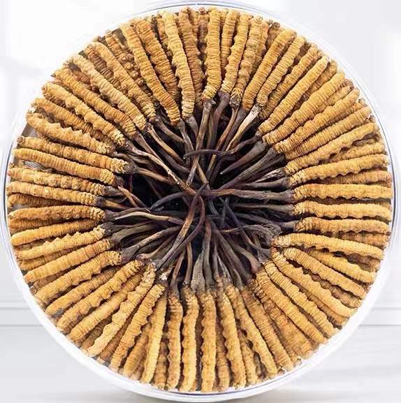 沐川冬虫夏草回收